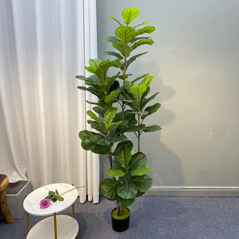 59in grande albero di Ficus pi - Home Office Layout recensione e prezzo