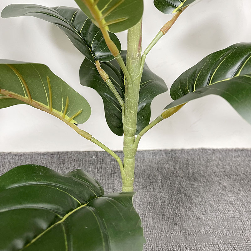 59in grande albero di Ficus pi - Home Office Layout recensione e prezzo